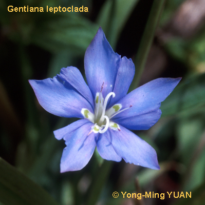 Gentiana images L-N